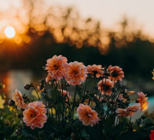 Rosa blommor blommar i en trädgård mot en solnedgång.